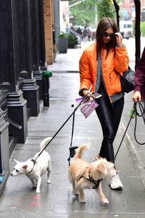 吃瓜看戏遛狗视频大全,吃瓜看戏遛狗，尽享欢乐时光