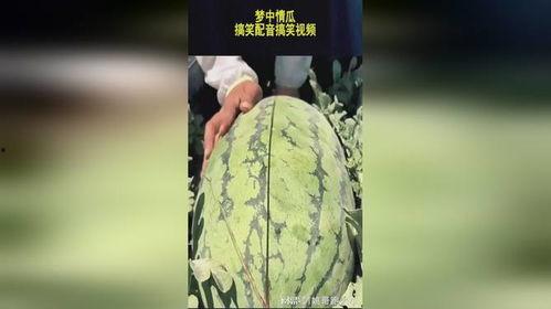 恶搞吃瓜配音视频大全,恶搞吃瓜视频大全，笑料横生，欢乐无限