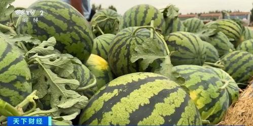 网上吃瓜视频怎么找博雅,从吃瓜视频看网络舆论风向标