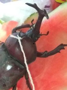 带你吃瓜甲虫视频在线观看,揭秘“带你吃瓜甲虫”视频的趣味之旅