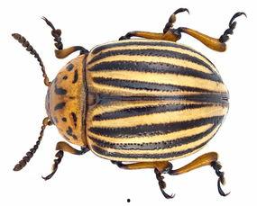 带你吃瓜甲虫视频在线观看,揭秘“带你吃瓜甲虫”视频的趣味之旅