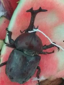 带你吃瓜甲虫视频在线观看,揭秘“带你吃瓜甲虫”视频的趣味之旅