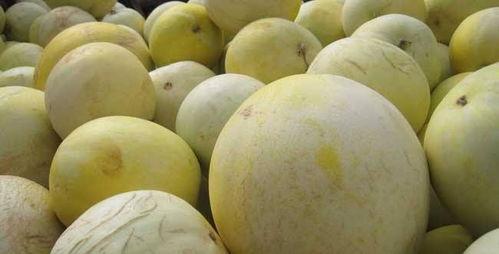 柯基吃白兰瓜好吗视频教程,趣味视频教程带你了解狗狗美食新选择