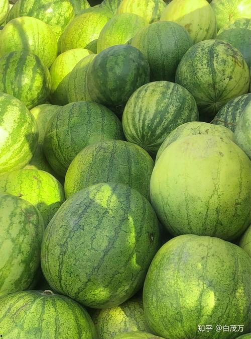 天水吃籽瓜吗好吃吗视频,口感与营养双重享受