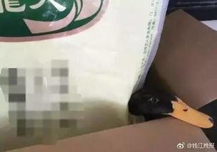 奇葩网友带你吃瓜视频下载