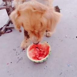 吃瓜小熊小金毛视频大全,吃瓜小熊与小金毛的欢乐视频大盘点