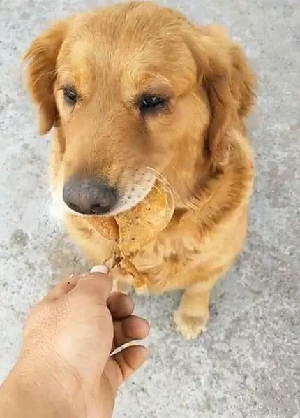 吃瓜小熊小金毛视频大全,吃瓜小熊与小金毛的欢乐视频大盘点