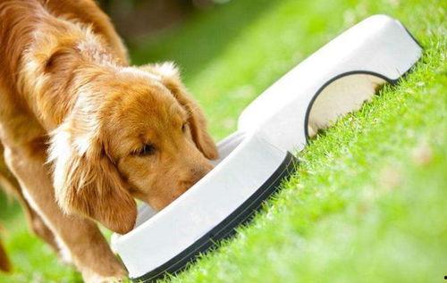 吃瓜小熊小金毛视频大全,吃瓜小熊与小金毛的欢乐视频大盘点