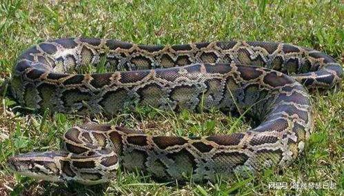 抖音大黑蟒吃瓜视频,抖音惊现神秘生物奇观