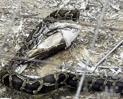 抖音大黑蟒吃瓜视频,抖音惊现神秘生物奇观