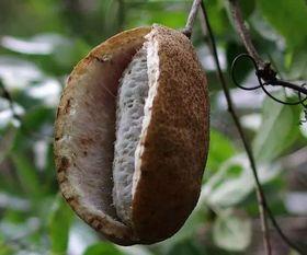 吃八月瓜视频在线观看,在线观看视频，尽享田园风味