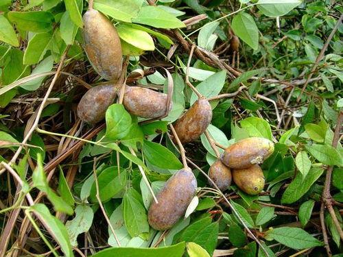 吃八月瓜视频在线观看,在线观看视频，尽享田园风味