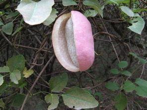 吃八月瓜视频在线观看,在线观看视频，尽享田园风味