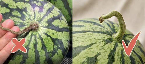 香港吃瓜的视频,揭秘街头美食背后的故事