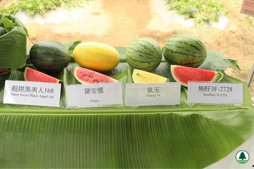 香港吃瓜的视频,揭秘街头美食背后的故事