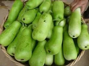 缩水葫芦瓜可以吃吗视频,揭秘其食用安全与营养价值