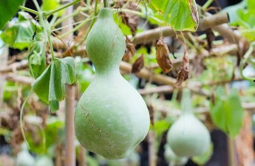 缩水葫芦瓜可以吃吗视频,揭秘其食用安全与营养价值