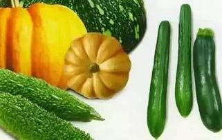 红色瓜种子可以吃吗视频