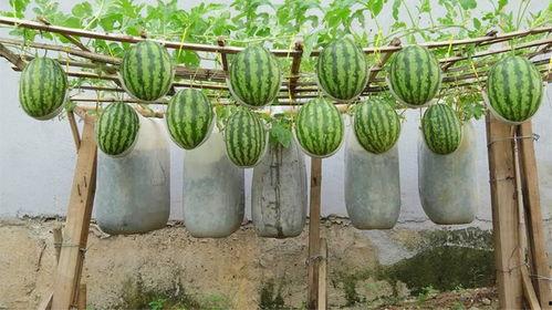 红色瓜种子可以吃吗视频