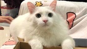 狗狗吃蜜瓜的视频大全,萌宠甜蜜瞬间大盘点