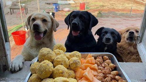 狗狗吃蜜瓜的视频大全,萌宠甜蜜瞬间大盘点