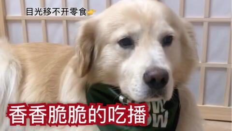 狗狗吃蜜瓜的视频大全,萌宠甜蜜瞬间大盘点