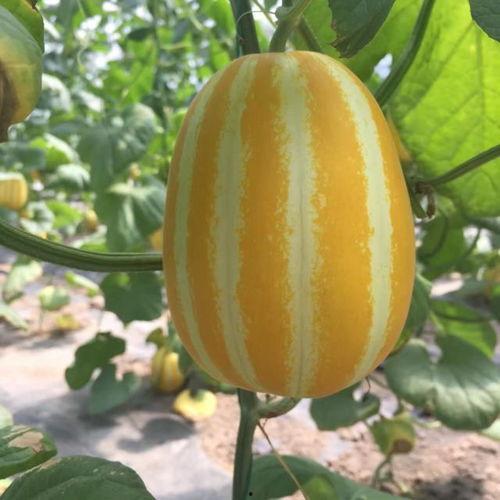 吃瓜视频在哪里,热门话题背后的故事与真相