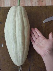 熟瓜能天天吃吗有毒吗视频,熟瓜天天食用安全吗？揭秘潜在毒性真相