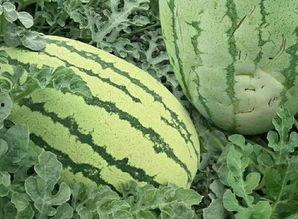 坎瓜怎么吃的视频,视频教你轻松烹饪