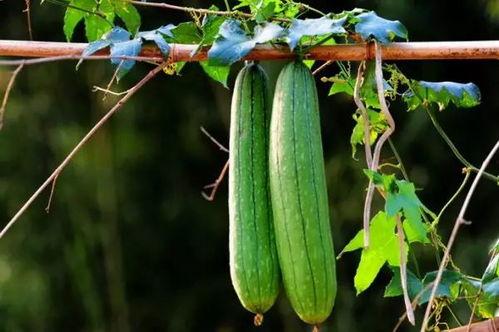 微风吃瓜的视频,揭秘娱乐圈幕后故事