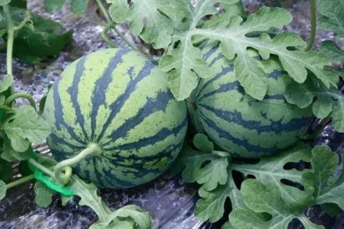 深圳一个人吃瓜视频下载,一秒吃瓜视频引发全民下载热潮