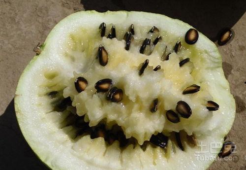 籽瓜生芽可以吃吗视频播放,视频揭秘健康美味新选择