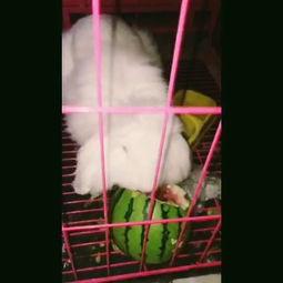 宠物猪吃瓜的视频,宠物猪的夏日美食时光