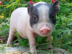 宠物猪吃瓜的视频,宠物猪的夏日美食时光