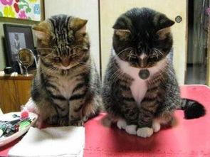 奇葩画猫吃瓜视频大全集,盘点全网最搞笑猫吃瓜瞬间