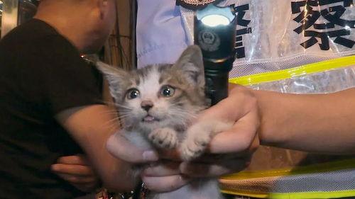 奇葩画猫吃瓜视频大全集,盘点全网最搞笑猫吃瓜瞬间