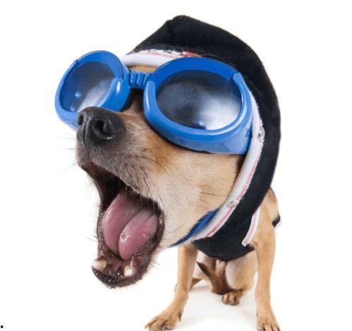 吃瓜杨狗搞笑视频大全,笑料横生！吃瓜杨狗搞笑视频大盘点