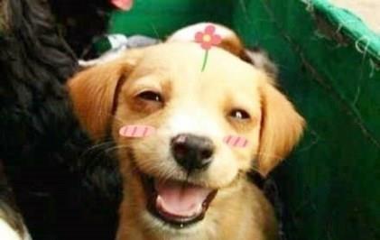 吃瓜杨狗搞笑视频大全,笑料横生！吃瓜杨狗搞笑视频大盘点