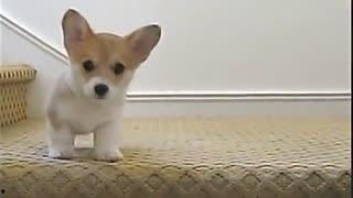 吃瓜杨狗搞笑视频大全,笑料横生！吃瓜杨狗搞笑视频大盘点