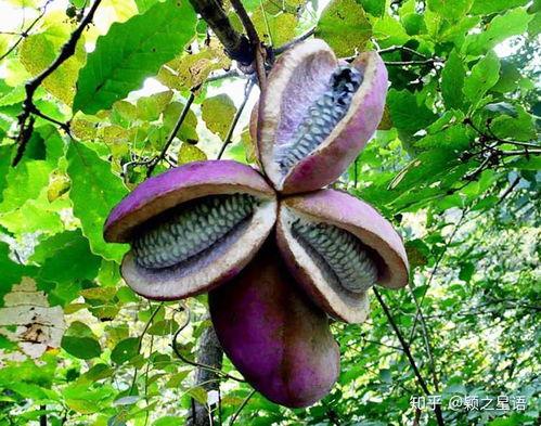 小强吃八月瓜视频,趣味视频揭秘神秘果实