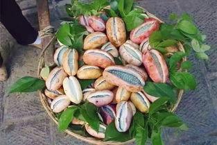 小强吃八月瓜视频,趣味视频揭秘神秘果实