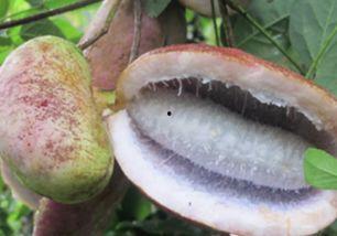 小强吃八月瓜视频,趣味视频揭秘神秘果实