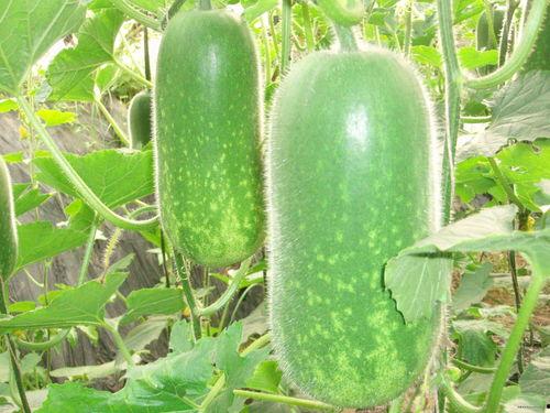 吃瓜吐皮的视频大全图片,视频大全里的趣味瞬间回顾