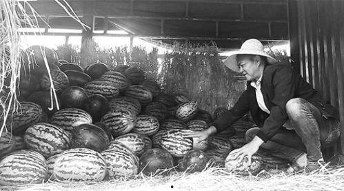 文县吃瓜群众事件视频曝光,视频曝光引发社会关注