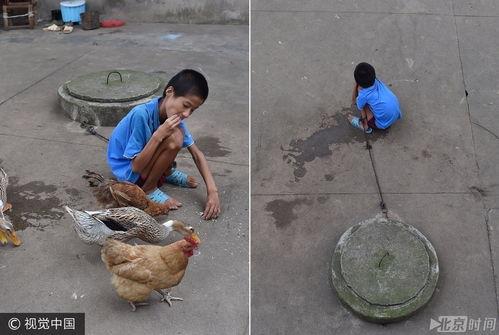 烂瓜能给鸡鸭吃吗视频,营养与安全的双重考量