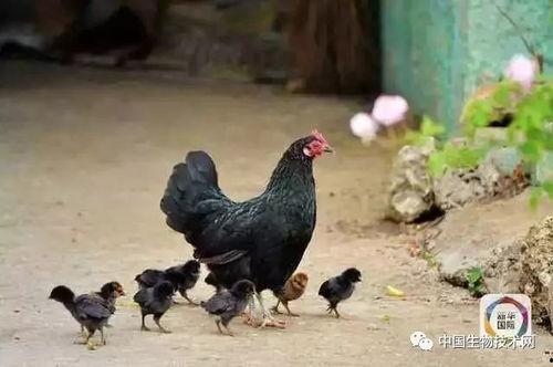 烂瓜能给鸡鸭吃吗视频,营养与安全的双重考量