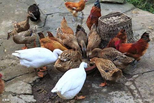 烂瓜能给鸡鸭吃吗视频,营养与安全的双重考量