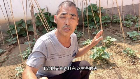 赛文老四吃瓜视频,揭秘娱乐圈幕后真相