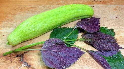 老鼠瓜能配紫苏吃吗视频,探寻传统美食的养生奥秘