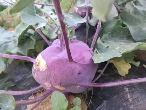 老鼠瓜能配紫苏吃吗视频,探寻传统美食的养生奥秘